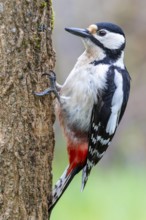 Great spotted woodpecker (Dendrocopos major) sitting on a tree trunk, floodplain forest, Upper