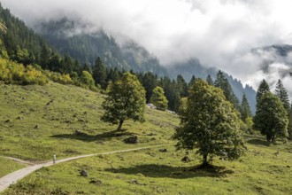 Hiking trail in the Dietersbachtal from Gerstruben to Alpe Dietersbach, Nebelschwanden hang in the