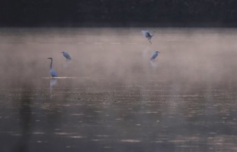 Morning in autumn at a lake with morning fog, Great Egret, Germany
