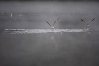 Autumn morning at a lake with morning fog, seagulls, Germany