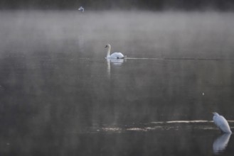 Morning in autumn at a lake with morning fog, great egret, swan, Germany