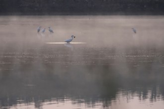 Morning in autumn at a lake with morning fog, great egret with catch, Germany
