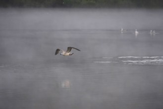 Morning in autumn at a lake with morning fog, seagull, Germany