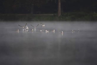 Autumn morning at a lake with morning fog, Germany