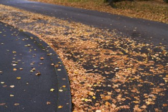 Public road in residential area full of autumn leaves, leaves, risk of slipping, autumn,