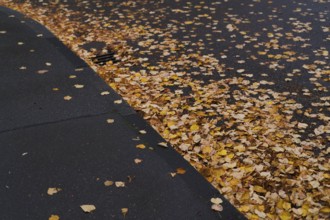 Public road in residential area full of autumn leaves, leaves, wetness, wet, risk of slipping,