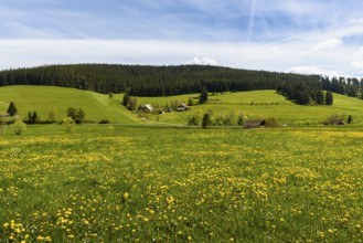 Hilly landscape with spring meadow and farms in Jostal, Titisee-Neustadt, Black Forest,