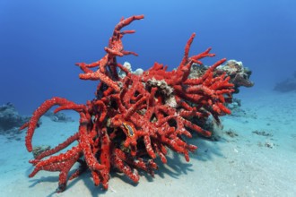 Pajama snail (Chromodoris quadriclor) crawls over poisonous Red Fire Sponge (Latrunculia