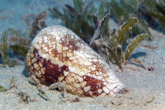 Conical snail (Conus Textile), shell, sandbed, seagrass grass, Red Sea, Marsa Alam, Egypt