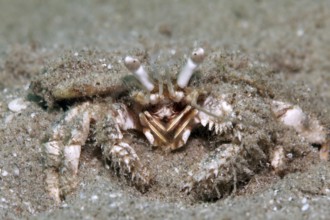 Dardanus hermit crab (Dardanus) buried in sand, from the front, Red Sea, Marsa Alam, Egypt