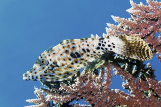 Writing filefish (Aluterus scriptus), hiding under Acropora coral (Acropora), Red Sea, Marsa Alam,