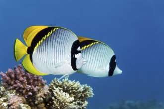 Giant butterflyfish (Chaetodon lineolatus), pair, swimming over Acropora stony corals (Acropora sp