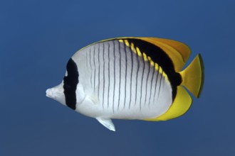 Giant butterflyfish (Chaetodon lineolatus) swimming in blue water, Red Sea, Marsa Alam, Egypt