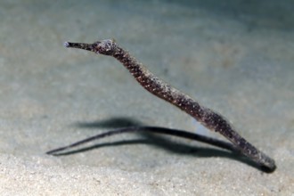 Walking stick sea needle, Double-ended pipefish (Trachyrhamphus bicoarctatus), sandy bottom, Red