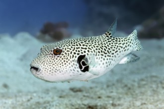 Young giant pufferfish (Arothron stellatus), Red Sea, Marsa Alam, Egypt