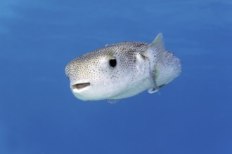 Spotted hedgehog fish (Diodon hystrix) swimming in blue water, Red Sea, Marsa Alam, Egypt