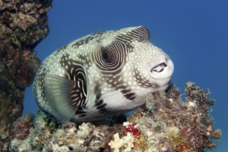 White-spotted pufferfish (Arothron hispidus) resting on stony coral, Red Sea, Marsa Alam, Egypt