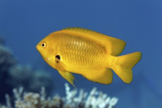 Lemon-yellow demoiselle (Pomacentrus sulfureus) yellow, swimming across coral reef, Red Sea, Marsa