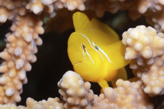 Lemon ground (Gobiodon citrinus) hiding in Agropora coral (Agropora), Yellow, Red Sea, Port Safaga,