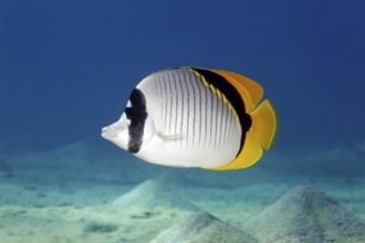 Giant butterflyfish (Chaetodon lineolatus) swimming across sandy bottom, Red Sea, Marsa Alam, Egypt