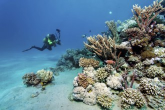 Underwater photographer, diver with underwater camera, camera, approaching intact, small coral