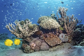 Small coral reef with various hard corals, pair (Chaetodon semilarvatus), Indian Red sea sailfin