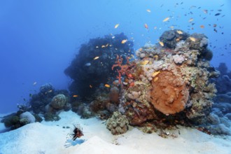 Small coral reef with various corals, schools of fish, swarm of jeweled sea bass (Pseudanthias