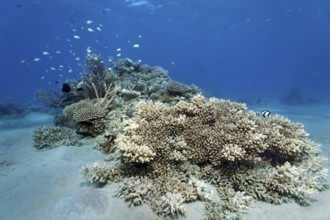 Typical, intact, small coral reef, spot reef made from Acropora coral (Acropora), various reeffish,