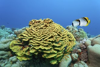 Giant butterflyfish (Chaetodon lineolatus), pair, swimming over twisting lettuce coral (Turbinaria