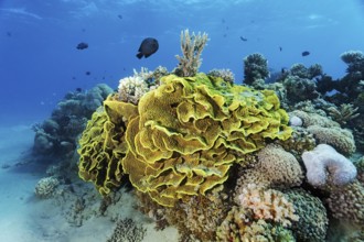 Small, intact, spotted reef, coral reef, yellow salad coral (Turbinaria mesenterina) various stony