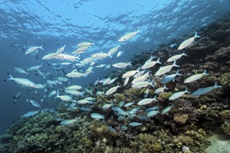 Swarm of gold striped fusilier (Pterocaesio chrysozona) swimming across hard coral reef, Red Sea,