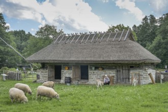 Cattle shed, sheep, goats, thatched roof, Estonian Open Air Museum, Rocco al Mare, Tallinn, Estonia
