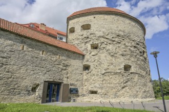 City wall, tower, Dicke Margarethe Paks Margareeta, Old Town, Tallinn, Estonia