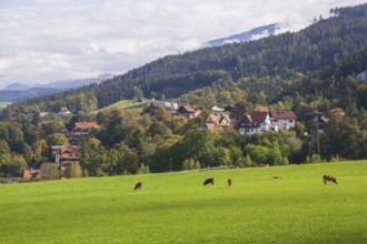 Suburb with residential buildings and cows on pasture, Innsbruck, Tyrol, Austria