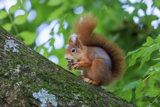 A red squirrel sits on a slanting, mossy branch and nibbles on a nut in front of soft, green leaf