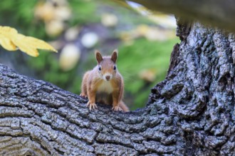 A curious red squirrel crouches on a textured tree trunk in front of soft green and looks directly