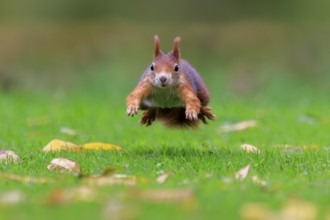 A red squirrel jumps right across green grass, soft bokeh and yellow leaves create a lively scene,