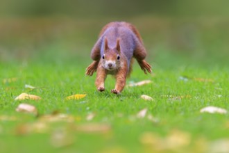 Squirrel jumping head-on at camera over green grass, squirrel (Sciurus vulgaris), wildlife, Germany