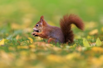 Squirrel nibbling on a nut in leaves, squirrel (Sciurus vulgaris), wildlife, Germany