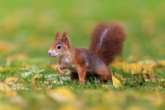 Curious squirrel in colorful autumn grass, squirrel (Sciurus vulgaris), wildlife, Germany