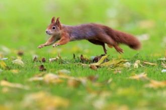 Squirrel jumping just above grass, squirrel (Sciurus vulgaris), wildlife, Germany