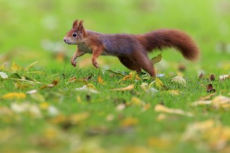 Red squirrel running across a meadow covered with leaves, squirrel (Sciurus vulgaris), wildlife,