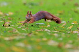 Squirrel jumping across lush green with yellow leaves, squirrel (Sciurus vulgaris), wildlife,