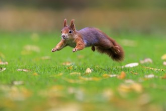 A red squirrel glides sideways across the meadow, sharply captured by soft bokeh and autumnal
