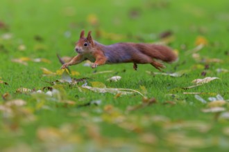 A red squirrel jumping over the autumn meadow, squirrel (Sciurus vulgaris), wildlife, Germany