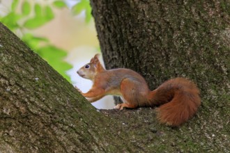 A squirrel rests in the branch fork and observes the surrounding area, squirrel (Sciurus vulgaris),