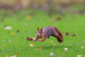 A red squirrel jumps across a green meadow with autumn leaves, squirrel (Sciurus vulgaris),