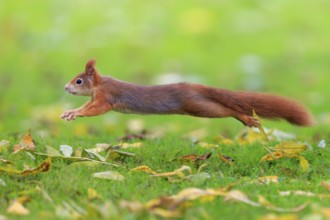 A squirrel hovers long across the meadow with autumn leaves, squirrel (Sciurus vulgaris), wildlife,