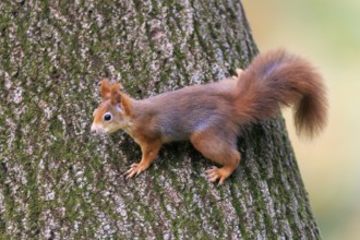 A squirrel moves sideways along the trunk in warm light, squirrel (Sciurus vulgaris), wildlife,