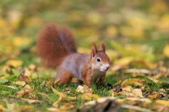 A curious squirrel stands in the meadow among yellow leaves, squirrel (Sciurus vulgaris), wildlife,